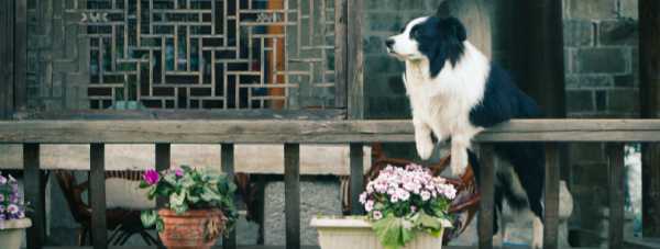 2018年12生肖运势详解，羊年运势大揭秘，财运事业两旺！,事业,挑战,希望,第1张