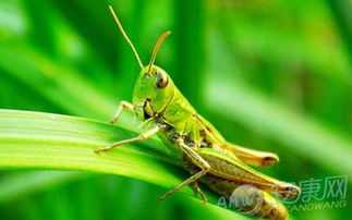 梦见益虫，女性解的美好寓意与征兆,象征,事业,解梦,第1张