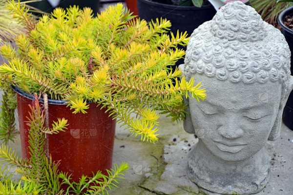 佛桌上养花的讲究，如何让佛桌绿植增添气息,象征,希望,风水,第1张