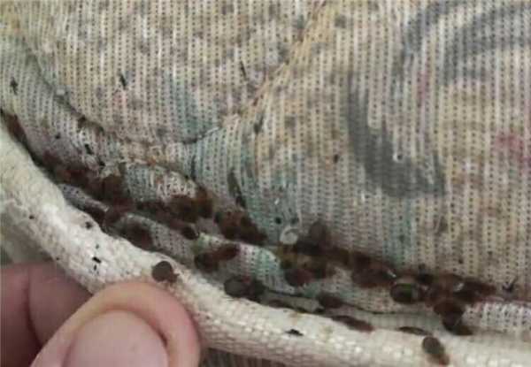 梦见吃到蜱虫，揭秘梦境中的预示与解梦方法,解梦,健康状况,第1张