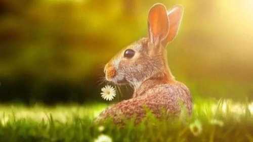 生肖兔运势五行搭配图，揭秘兔年运势与五行相生的奥秘,象征,美好,第1张