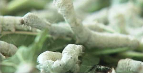 揭秘梦境中的蚕子，周公解梦带你探寻预兆奥秘,象征,事业,挑战,第1张