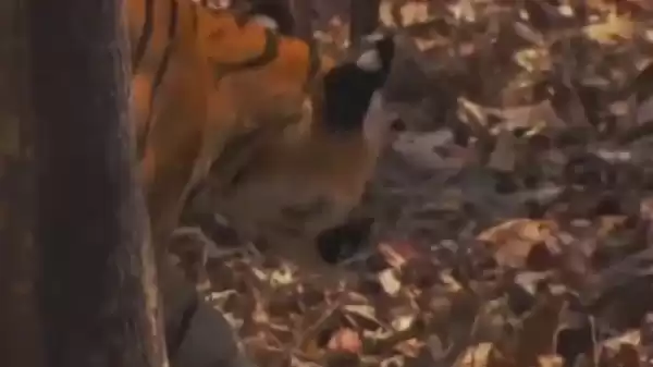 野外偶遇幼虎，神秘预兆还是梦境启示？,象征,事业,挑战,第1张