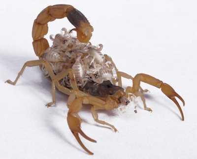 梦见抓蝎子，揭秘梦境中的神秘寓意与解梦技巧,象征,事业,挑战,第1张