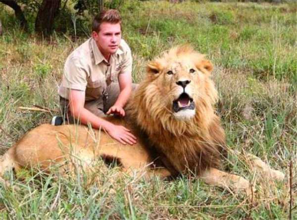 解梦，狮子像宠物听我话，究竟预示着什么？,象征,挑战,希望,第1张