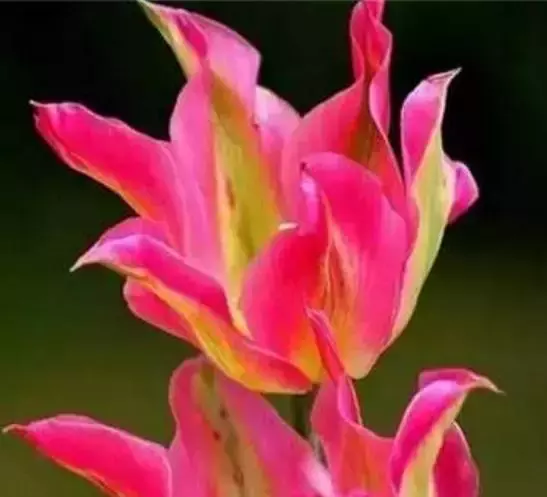 出门种树，，连连——选择树木的指南,象征,事业,希望,第1张