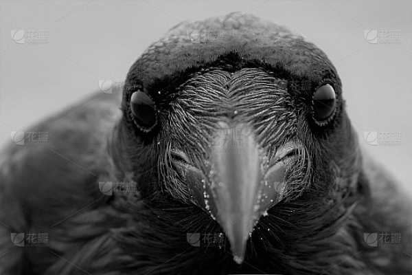 解梦，乌鸦追尾的预兆，揭秘梦境中的神秘符号,象征,希望,自我,第1张