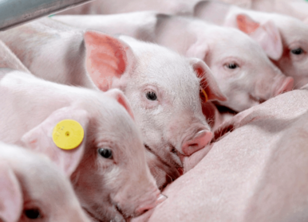 生肖猪生子运势解析，猪宝宝的健康、学业与财运一览无余,事业,合作,财运,第1张