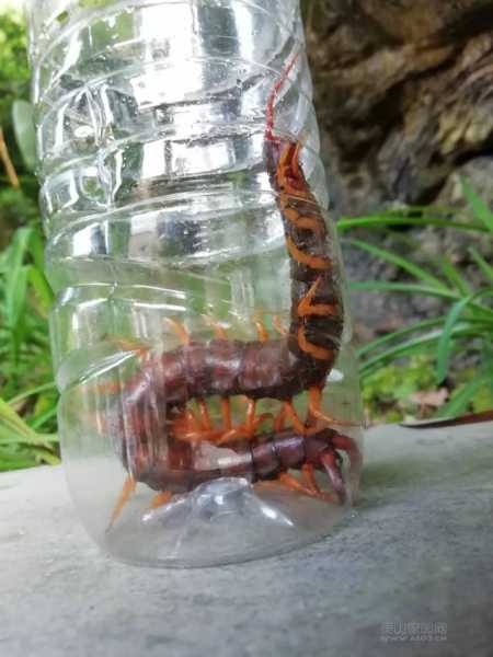 梦见大蜈蚣，揭秘男性解的神秘预兆,象征,命运,事业,第1张