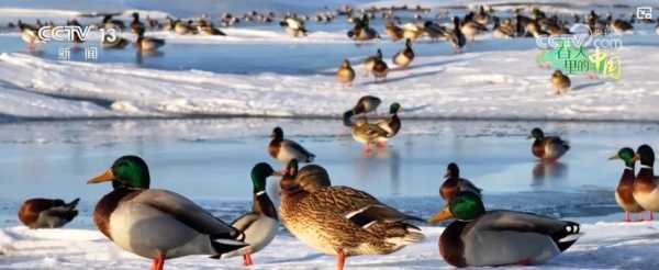 古韵翩翩，鸟儿名字吉凶，探寻美好寓意，启迪心灵之门,象征,挑战,吉凶,第1张