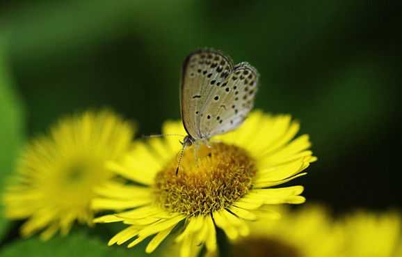 梦到白玉鸟，揭秘其神秘预兆与解梦意义,象征,挑战,解梦,第1张