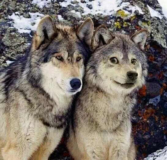 十二星座专属狼狗伴侣指南，哪种狼狗最适合你？,事业,十二星座,星座,第1张