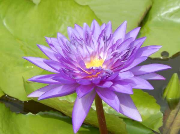 19日生肖鼠运势详解，财运亨通，事业顺利，感情和睦,事业,合作,美好,第1张