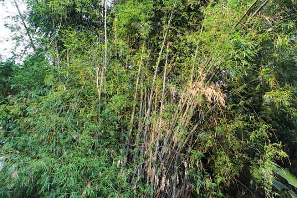 解梦,竹子脱壳预示着怎样的未来?,象征,事业,挑战,第1张 解梦,竹子脱壳预示着怎样的未来?,象征,事业,挑战,第1张