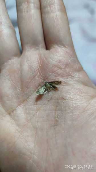 屋里出现飞蛾，揭秘飞蛾入梦的神秘预兆,象征,挑战,希望,第1张