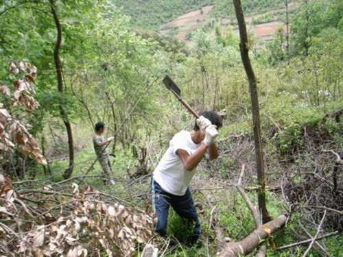 小孩梦见砍树，探究梦境背后的神秘预兆,象征,挑战,希望,第1张