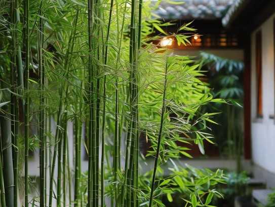 家中摆放哪种竹子最宜——揭秘竹子之道,家中摆放哪种竹子最宜——揭秘竹子之道,象征,事业,风水,第1张