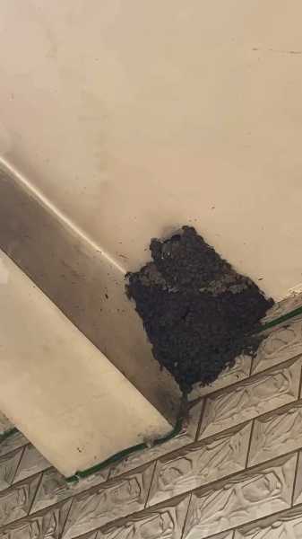 燕子飞到厂房，揭秘梦境中的神秘预兆,象征,事业,挑战,第1张