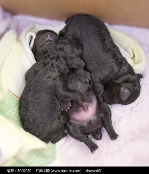 揭秘梦境中的狗狗情缘，周公解梦揭示的深层含义,象征,事业,挑战,第1张