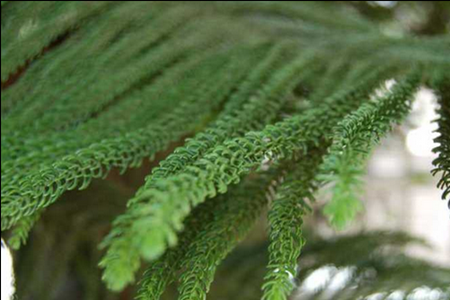 南洋杉，解读其独特的寓意与家居摆放艺术,象征,事业,能量,第1张