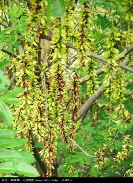 梦见榆钱,周公解的寓意与启示,象征,事业,挑战,第1张 梦见榆钱,周公解的寓意与启示,象征,事业,挑战,第1张