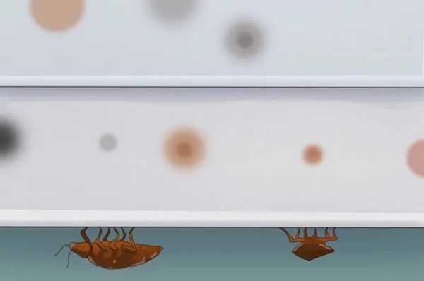 揭秘臭虫多的原因，家居环境中的隐秘隐患,气场,风水,宠物,第1张