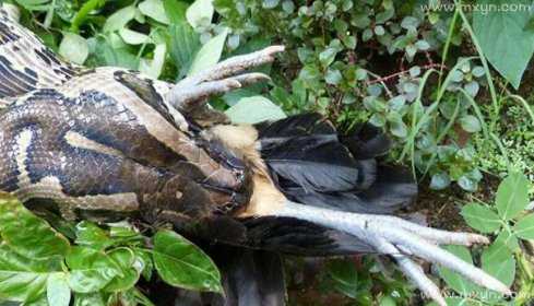 梦见宰鸡吃鸡，揭秘梦境中的预兆与象征意义,象征,事业,挑战,第1张