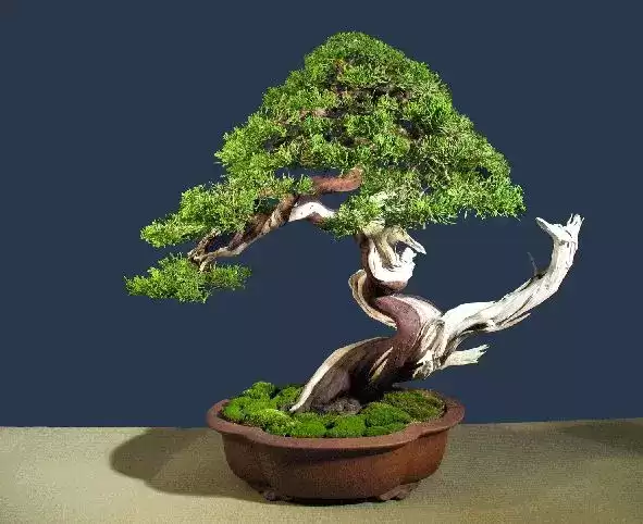 家中种什么盆景有好——打造和谐家居环境的绿色守护者,象征,事业,风水,第1张