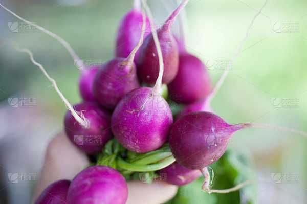 揭秘梦境中的萝卜，梦到萝卜的寓意与解梦指南,象征,挑战,希望,第1张