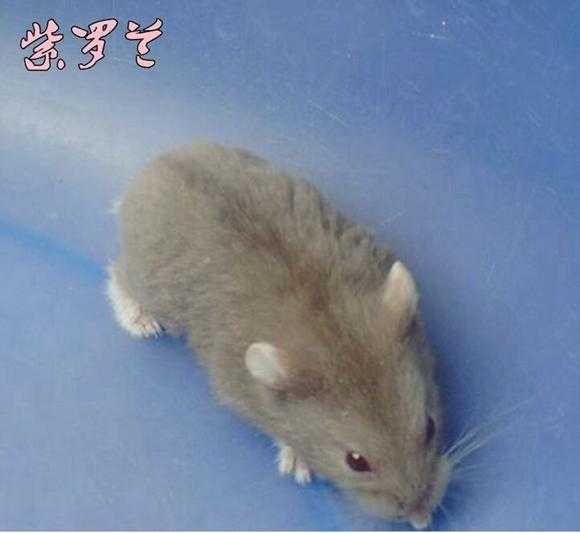 十二星座专属仓鼠盘点，找到你的星座仓鼠伴侣！,希望,十二星座,星座,第1张