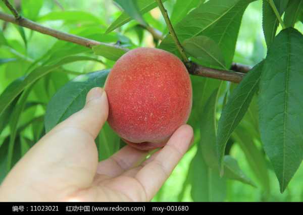 梦见摘桃的奥秘，揭秘摘桃梦的征兆与解梦含义,象征,事业,吉凶,第1张