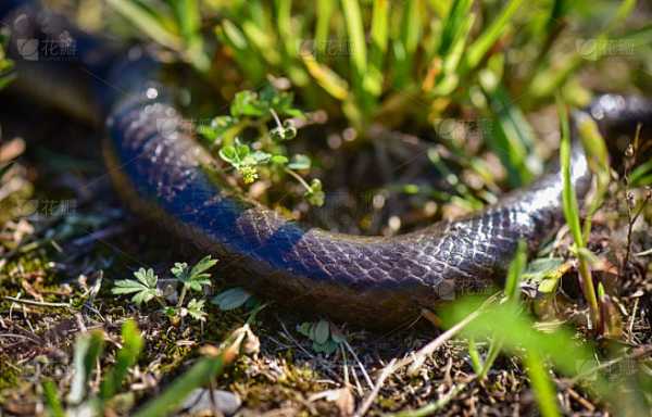 野外一只死蛇的预兆，揭秘解梦之谜,象征,事业,挑战,第1张
