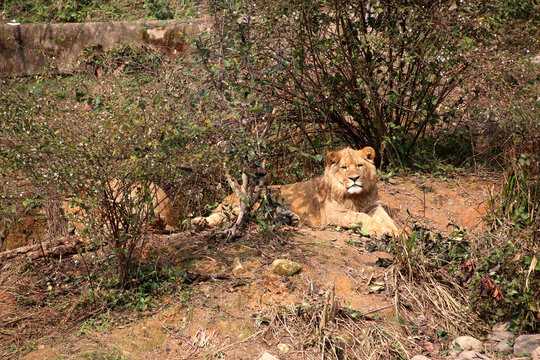 猛兽禁忌，揭秘家居环境中不可忽视的禁忌事项,气场,美好,风水,第1张