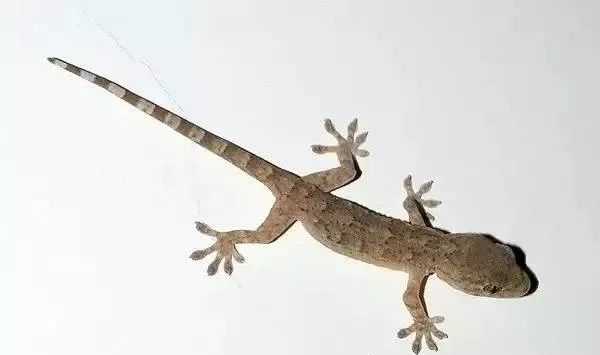 壁虎，神秘算命动物背后的奥秘,象征,事业,算命,第1张