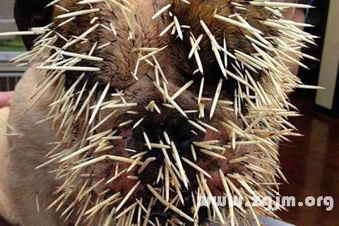 梦见扎刺，揭秘梦境中的扎刺预示与心理解读,象征,挑战,自我,第1张