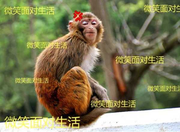 揭秘，看见熊猫拉屎的预兆与解梦之谜,象征,希望,解梦,第1张