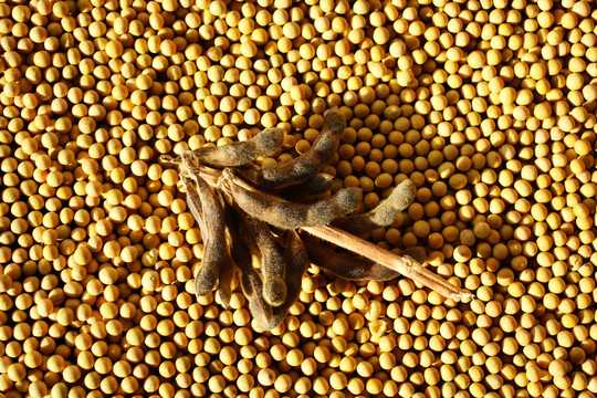 解梦，梦见很多黄豆粒究竟预示着什么？,象征,事业,挑战,第1张