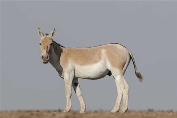 解梦探秘，家现驴的梦境预示着什么？揭秘做梦家中有驴的象征意义与预兆解读,象征,事业,挑战,第1张