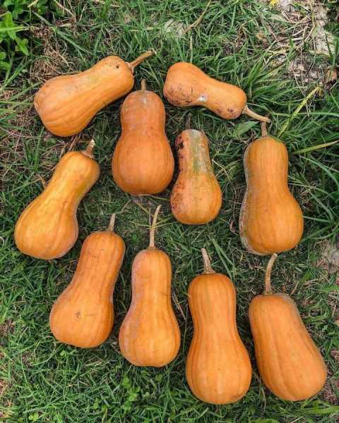 揭秘梦境中的种瓜寓意，周公解梦为你揭晓神奇奥秘,象征,挑战,解梦,第1张