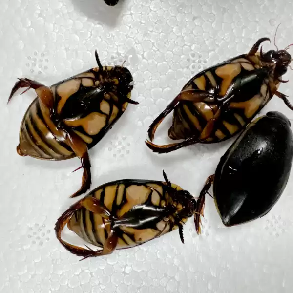 梦见超大老鳖的寓意解析——周公解梦带你探寻梦境之谜,象征,事业,挑战,第1张