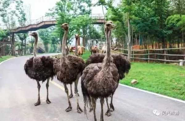 解梦奇谈，梦到龙会生什么胎？探寻梦境中的神秘预兆,象征,事业,解梦,第1张