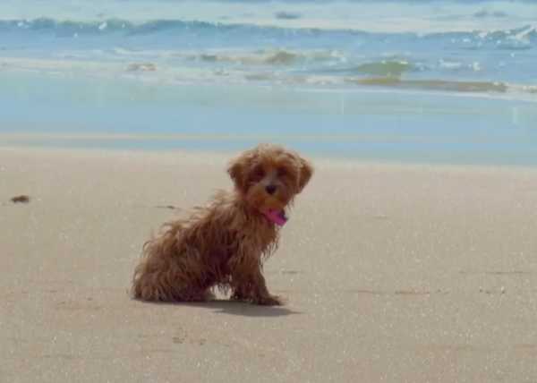 为什么狗不算命，也不算好？,算命,时光,第1张