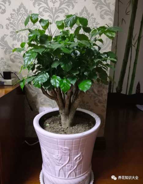 家中布局,选择种植哪些树木最旺家运,象征,希望,风水,第1张 家中布局,选择种植哪些树木最旺家运,象征,希望,风水,第1张