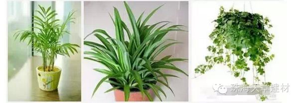 家居必备，哪些植物能够有效吸收甲醛，净化室内空气？,风水,第1张
