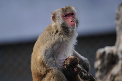 十二生肖猴80年运势，回顾与展望，猴年运势大揭秘！,事业,挑战,美好,第1张