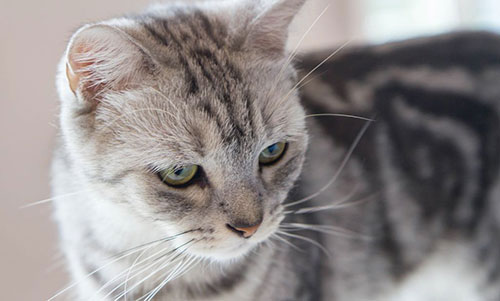 梦见雄猫的预兆，揭秘女性梦境中的神秘象征,象征,事业,挑战,第1张