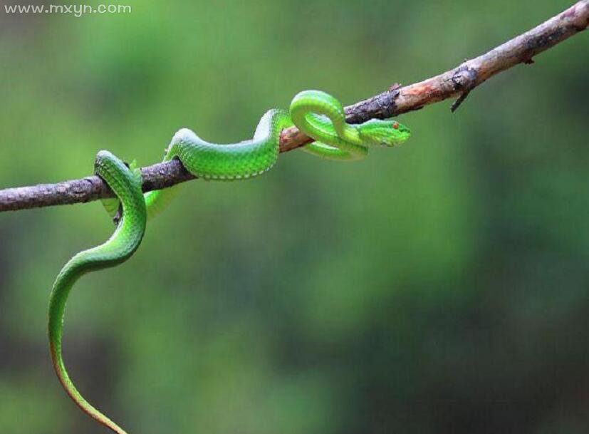 揭秘梦境中的蛇影，用幻觉看见蛇的预兆与解梦奥秘,象征,挑战,解梦,第1张