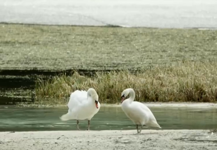 揭秘八字桃花流年测算，探寻命中桃花运势，助你幸福姻缘！,命运,八字,美好,第1张