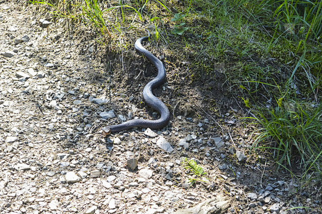 路上捡到小蛇，解的神秘预兆,象征,命运,挑战,第1张