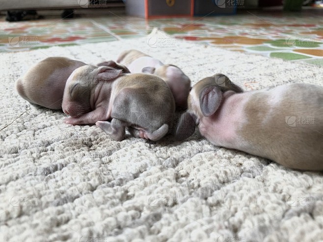 兔宝宝生娃吉时揭秘，最佳时刻竟然是几点钟？,命运,事业,八字,第1张